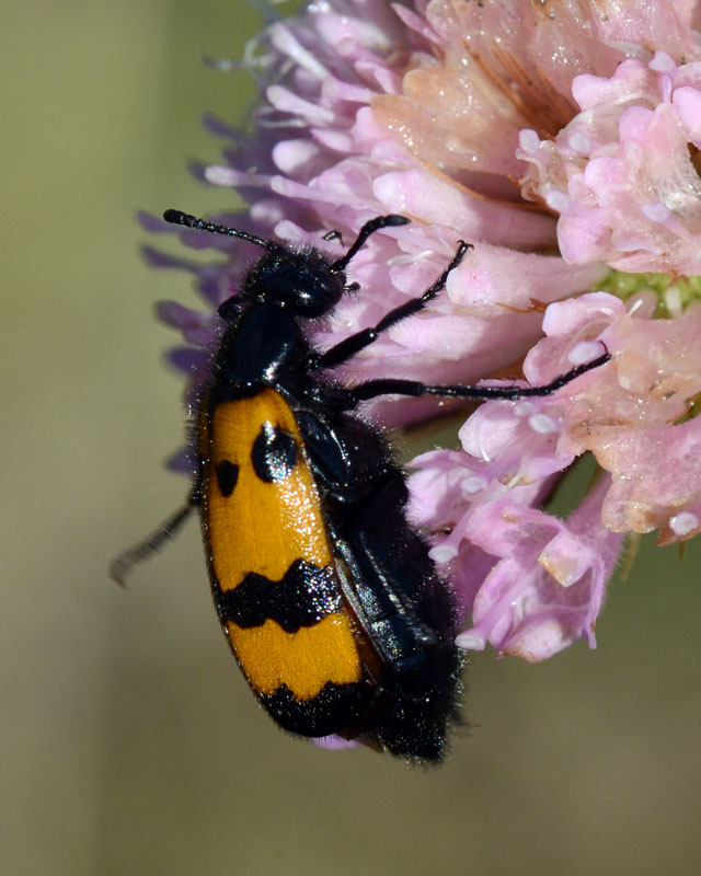 Meloidae Mylabris variabilis ?